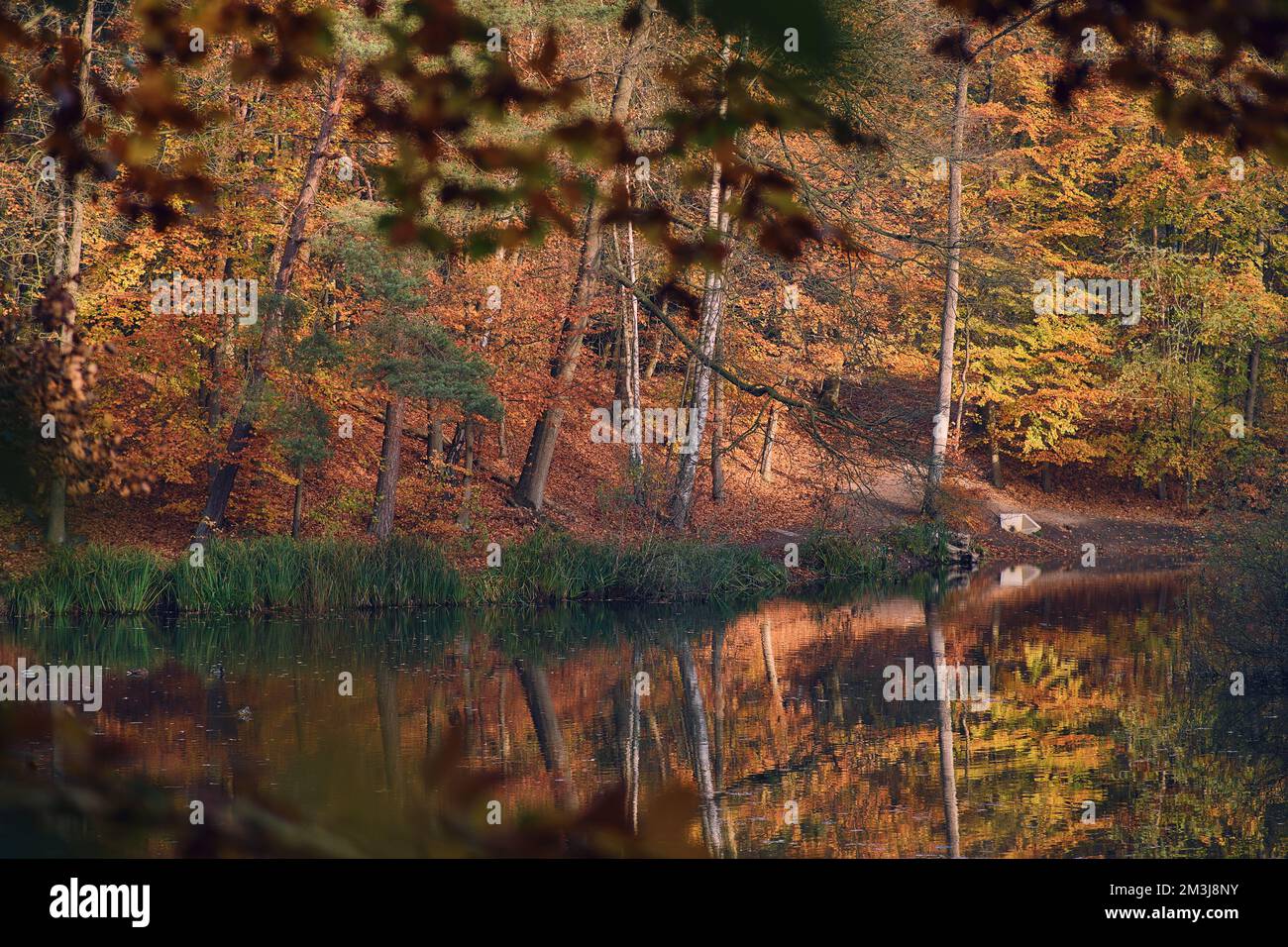 Herbsttag am See in elmshorn. Hochwertiges Foto Stockfoto