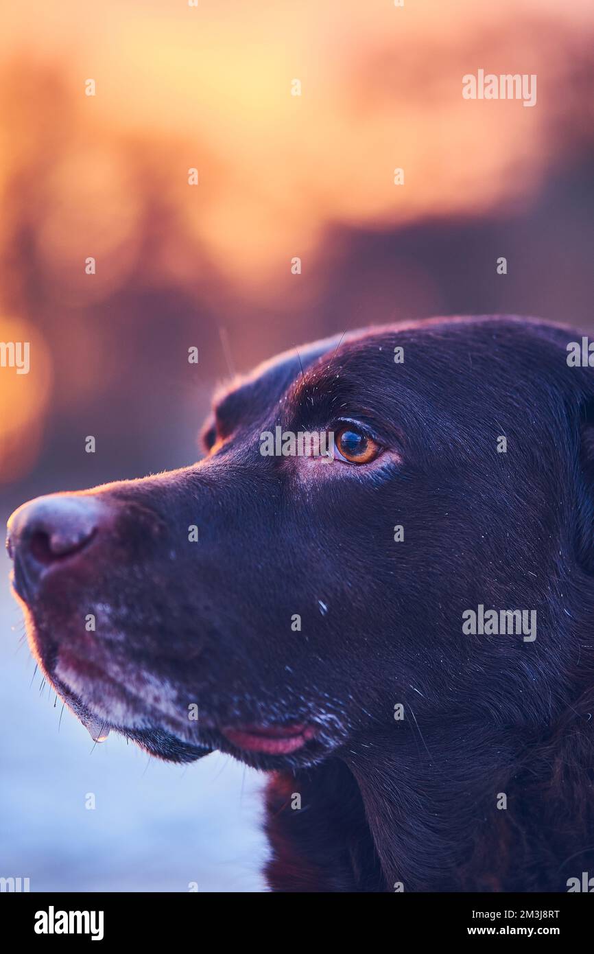 Labrador-Gesicht im Abendlicht. Hochwertiges Foto Stockfoto