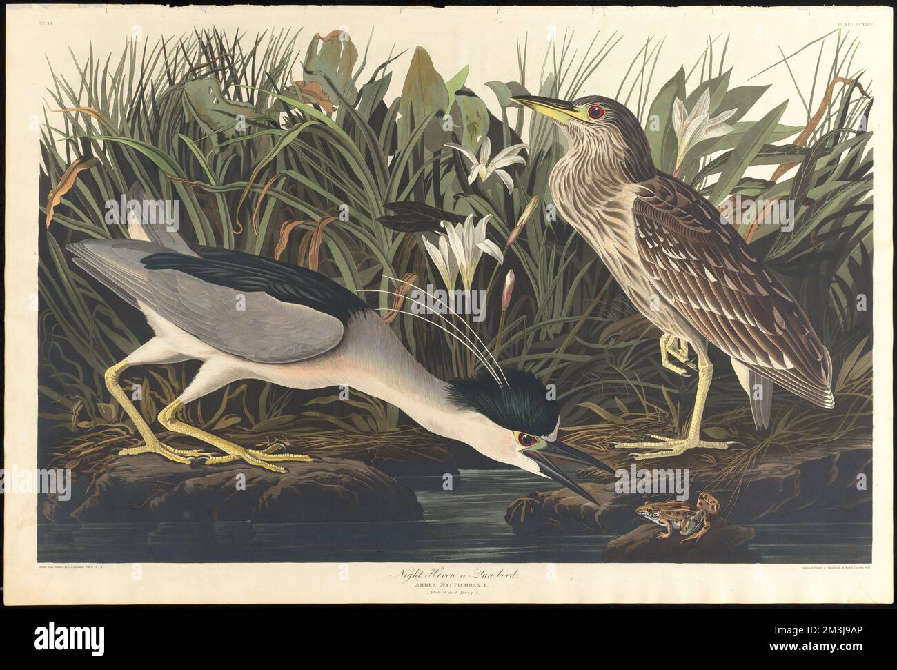 Nachtreiher oder Qua-Vogel : Ardea nycticorax, L. Erwachsener 1 und Jünger 2. c.1 v.3 Platte 236, Reiher, Frösche, Lilien, Schwarzkronen-Nachtreiher. Die Vögel Amerikas - aus Originalzeichnungen von John James Audubon Stockfoto