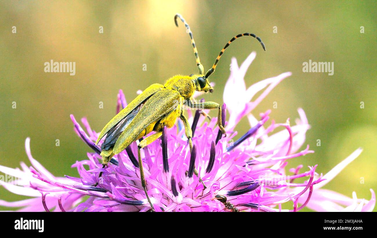 Insekten, die auf einer Blütenknospe auf der Sommerwiese sitzen. Kreativ. Ein Käfer, der auf einer blühenden Blume auf einem unscharfen grünen Wiesenhintergrund sitzt Stockfoto