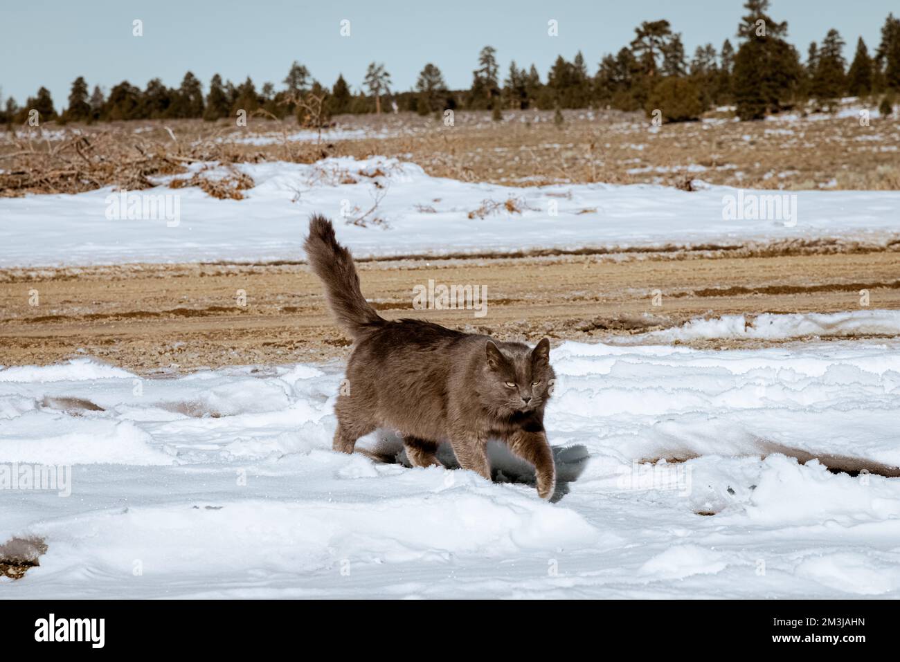 Bezaubernde graue Katze, die an einem blau-klaren, sonnigen Tag im Schnee spielt und läuft. Das Wetter ist kalt, aber das Kätzchen genießt die Umgebung draußen Stockfoto