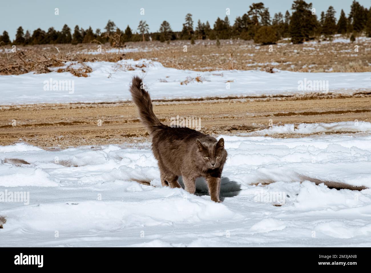 Bezaubernde graue Katze, die an einem blau-klaren, sonnigen Tag im Schnee spielt und läuft. Das Wetter ist kalt, aber das Kätzchen genießt die Umgebung draußen Stockfoto