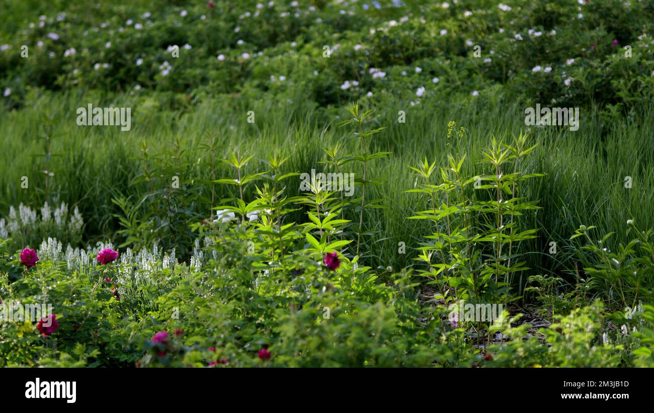Grünes Gras und Blumen in einem Sommergarten. Aktie-Aufnahmen. Schöner Rasen mit grünen Büschen unter der Sonne Stockfoto