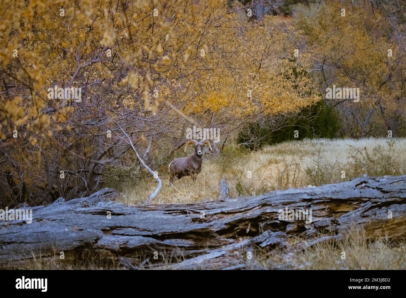 Super-Teleeinstellung von Dickhornschafen, die im Zion-Nationalpark in Utah weiden, wandern, starren, auf einem beliebten Wanderweg kurz nach Sonnenuntergang gesehen Stockfoto