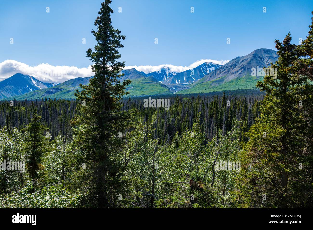 Spruce Beetle Trail Recreation Area; Kluane National Park & Preserve; Saint Elias Mountains; Alaska Highway; Yukon Territory; Kanada Stockfoto