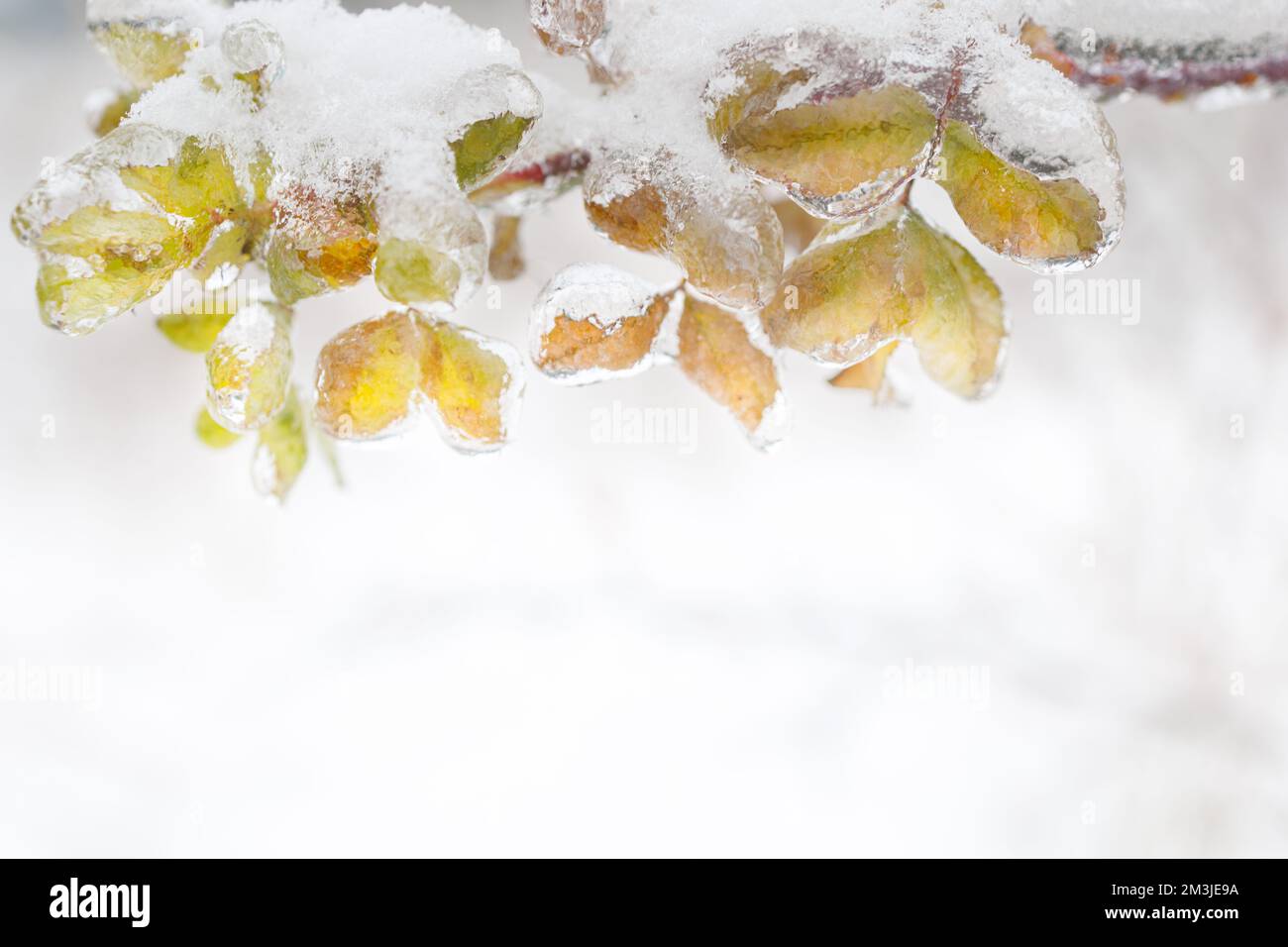 Makro, Minimalismus, Rosehip-Ast im Winter unter Schnee Stockfoto