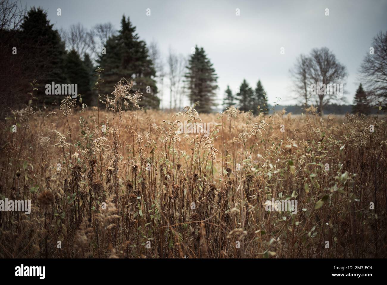Düsteres Feld an einem Wintertag Stockfoto