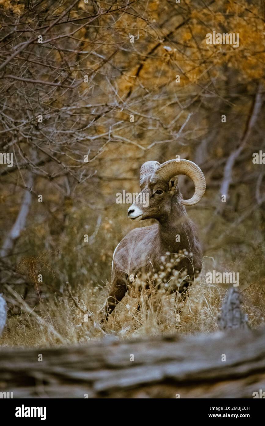 Super-Teleeinstellung von Dickhornschafen, die im Zion-Nationalpark in Utah weiden, wandern, starren, auf einem beliebten Wanderweg kurz nach Sonnenuntergang gesehen Stockfoto