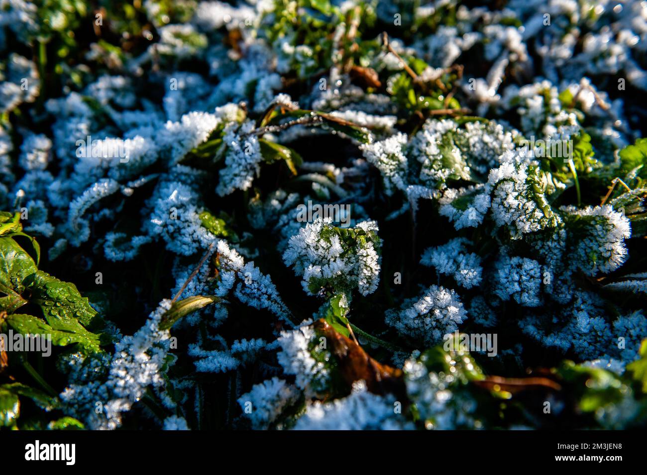 Nijmegen, Niederlande. 15.. Dezember 2022. Blick auf einige frostbedeckte Pflanzen. Nach drei Tagen mit Temperaturen unter Null (ca. -7 Grad Celsius in der Nacht), frierte das Wasser einiger Seen. Einige Skater nutzten das Risiko trotz des niedrigen Wasserstands, der einen kleinen Teil der Eisfläche bereitstellte, der groß genug war, um Skaten zu laufen, auf dem „Oude Waal“-See. Kredit: SOPA Images Limited/Alamy Live News Stockfoto