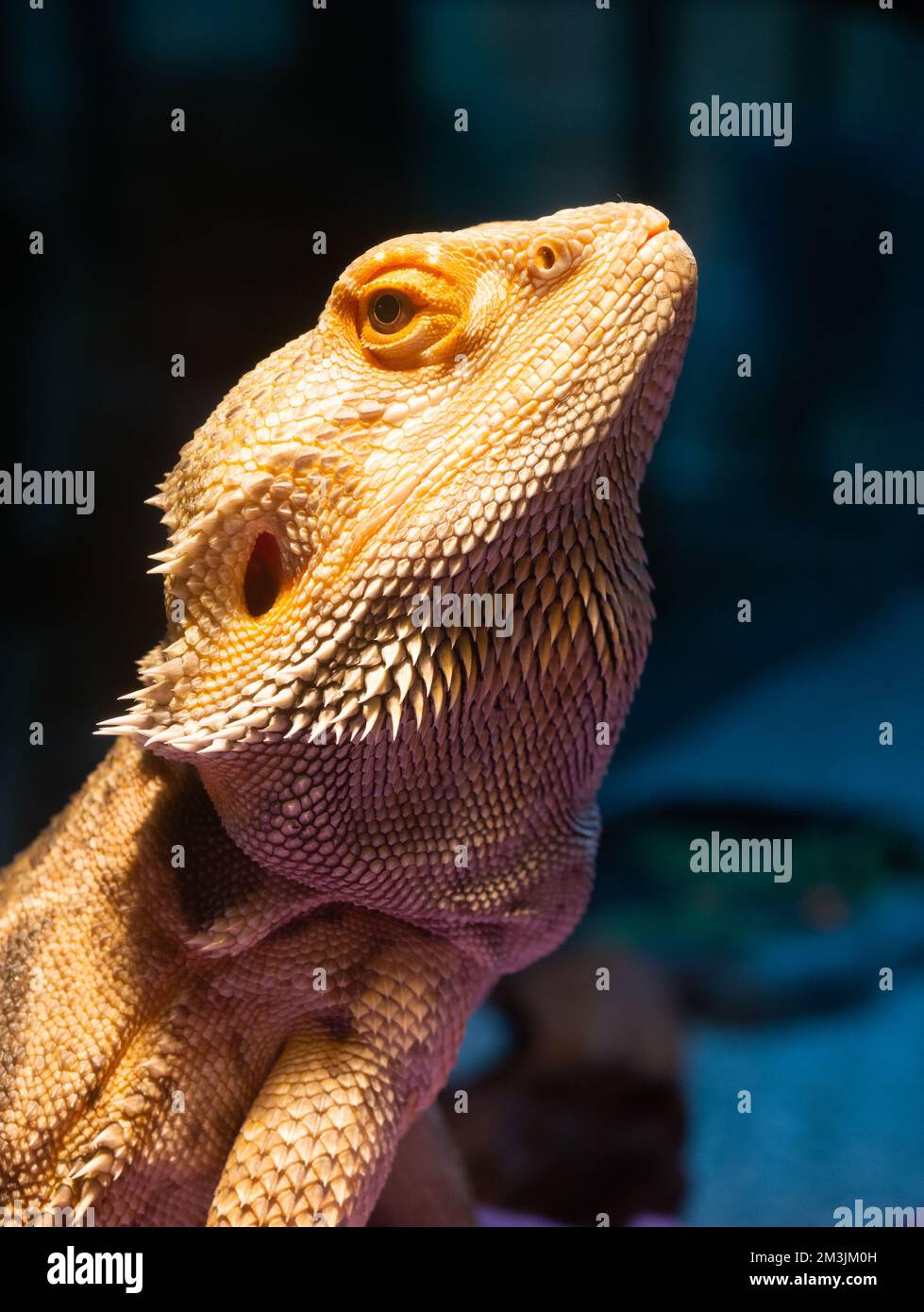 Nahaufnahme des Kopfes und des Oberkörpers eines gefangen gehaltenen, goldfarbenen bärtigen Drachen, der in die Kamera schaut. Stockfoto