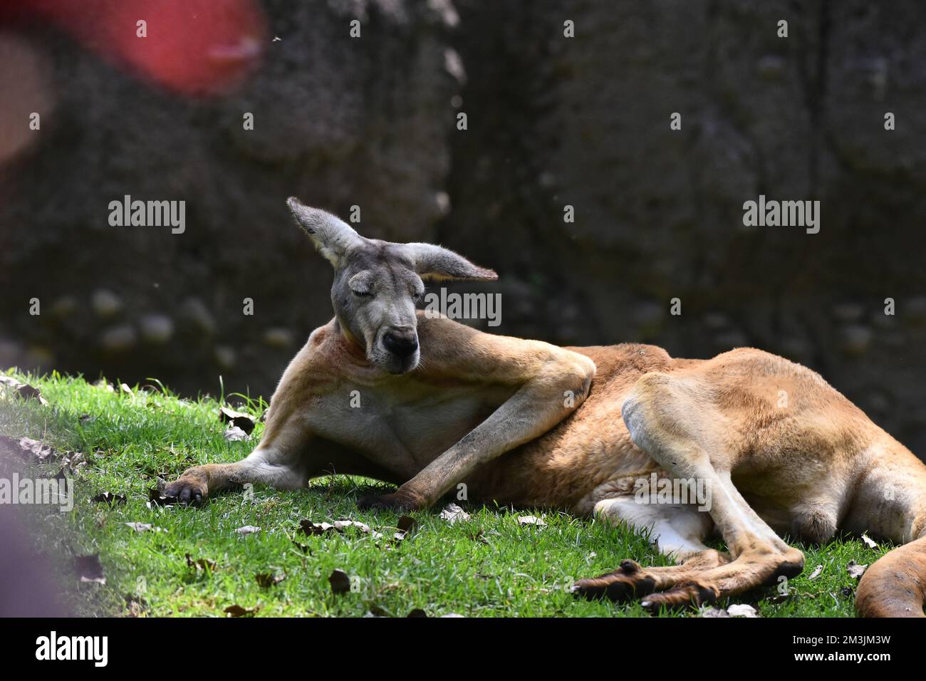 Der Zoo ist eine Känguru-Art, die im Rahmen eines Artenschutzprogramms in seinem Lebensraum gesehen wird. Im Chapultepec Zoo sind 1803 Tiere gefangen. (Foto mit dem Auto Stockfoto