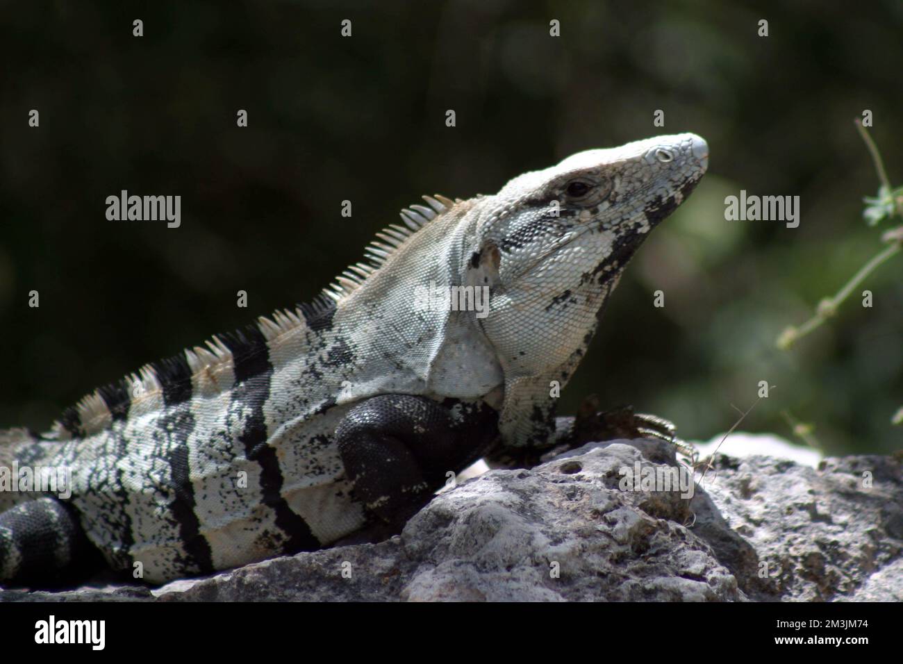 Ein Leguan ist in der archäologischen Zone von Chiche Itza zu sehen Stockfoto