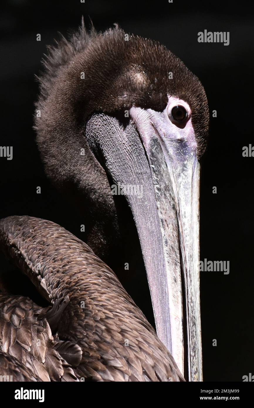 Der Zoo ist eine braune Pelikan-Art, die im Rahmen eines Artenschutzprogramms in ihrem Lebensraum gesehen wurde. Im Chapultepec Zoo sind 1803 Tiere gefangen. Stockfoto
