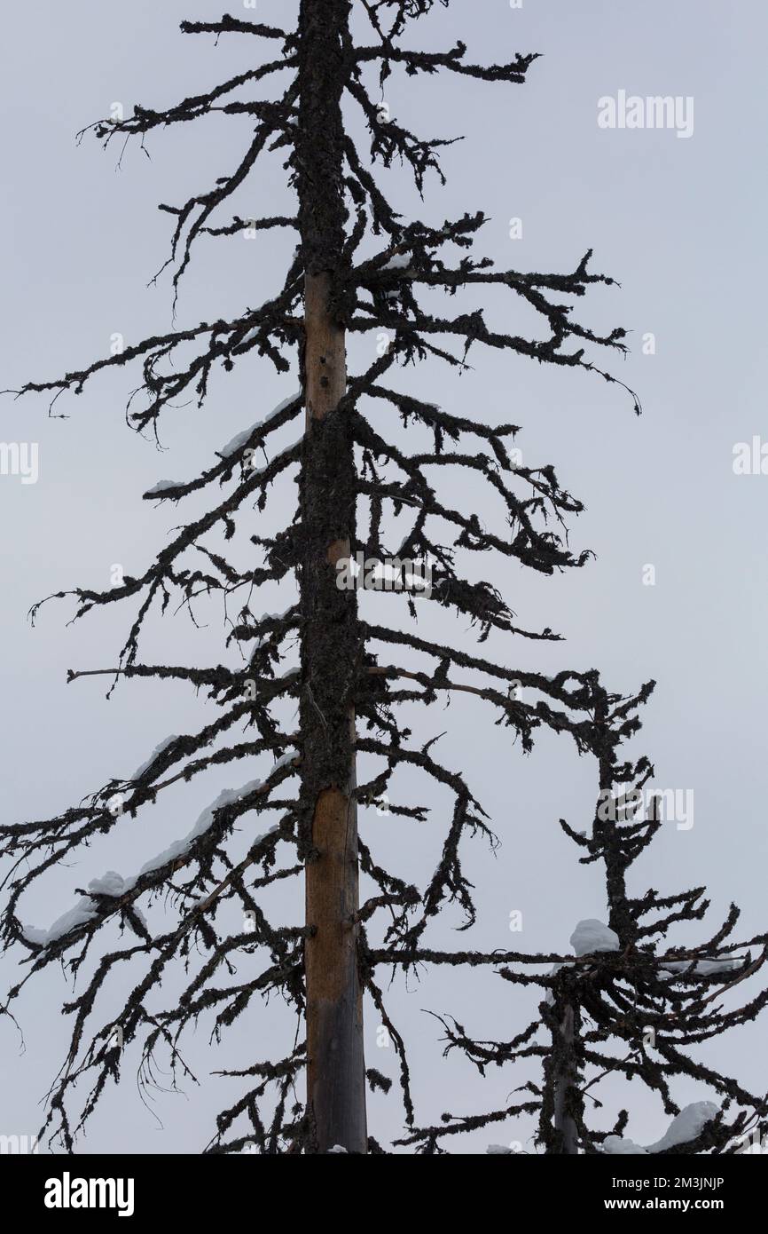 Trockene Fichtenbäume inmitten eines Winterwaldes in einer Bergregion, vor dem Hintergrund eines grauen Himmels Stockfoto