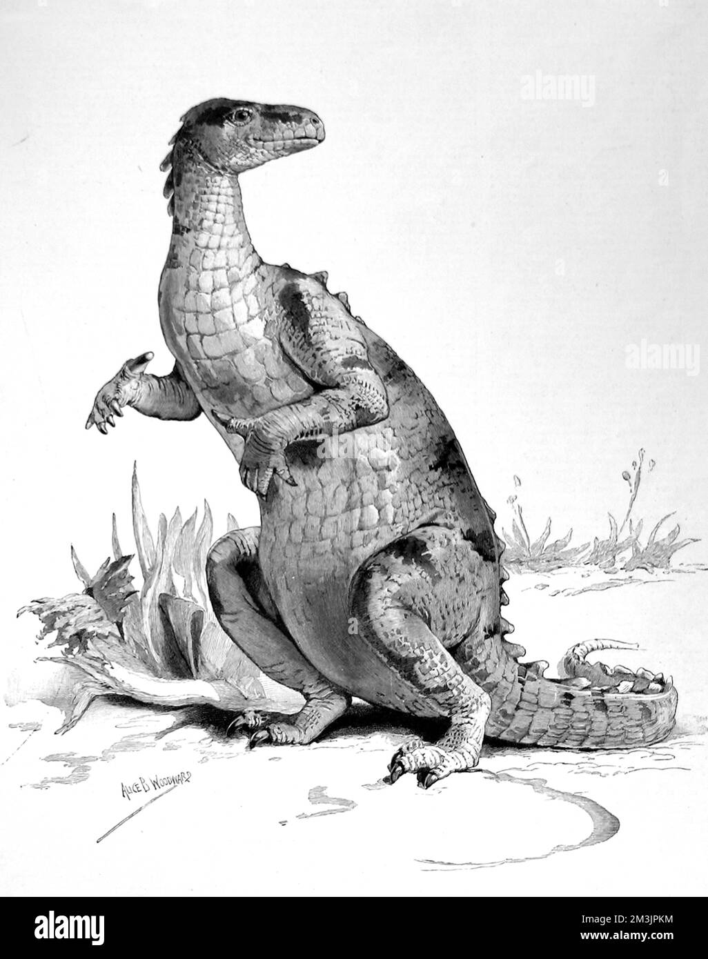 Der Iguanodon, ein großer Pflanzenfresser, der bis zu 10 Meter wachsen