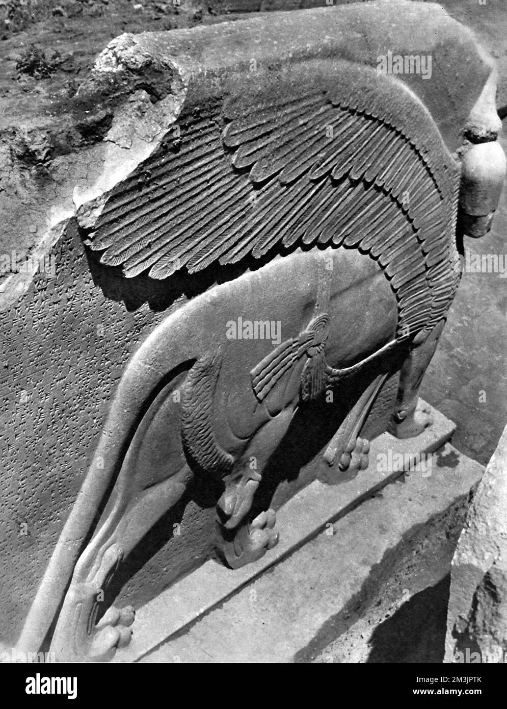 Die Statue bewacht den König von Assurnasirpal II Eine von zwei 11 Meter hohen geflügelten Löwen, die bei der assyrischen Ausgrabung in Nimrud entdeckt wurden. Die alte Kalah in der Nähe von Mosul war eine der drei großen Hauptstädte des Assyrischen Reiches. 1950 Stockfoto