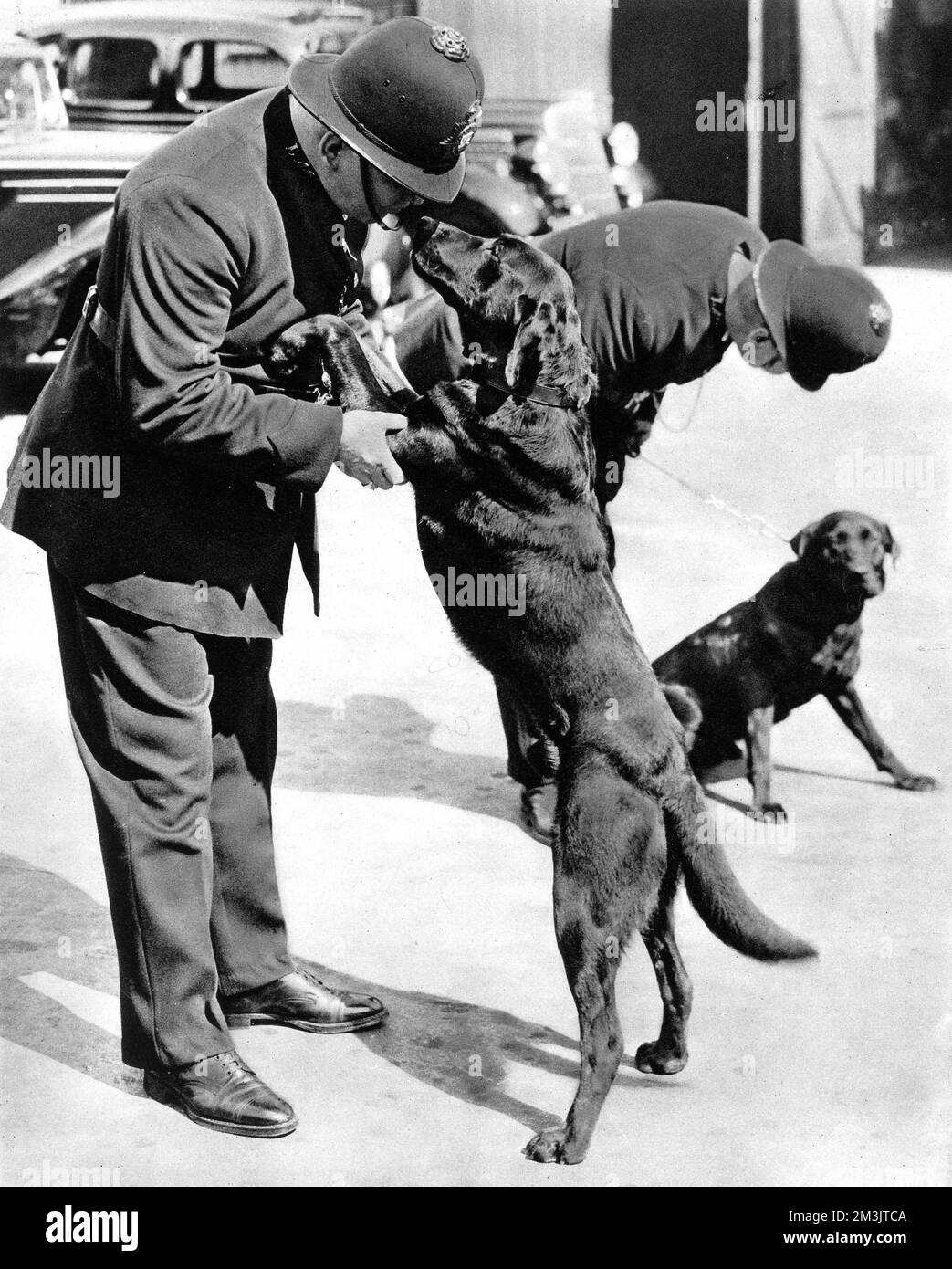 Titelbild mit zwei Londoner Polizisten mit den ersten Metropolitan Police-Hunden im Jahr 1938, dreißig Jahre nachdem die North Eastern Railway Police die ersten Hunde zur Patrouille der Hull Docks benutzt hat. Die beiden Labradoren wurden in Peckham eingeführt, um Constable auf einsamen Beats zu begleiten, um Nachrichten zur Station zu bringen und Verdächtige aufzuspüren. Datum: 1938 Stockfoto