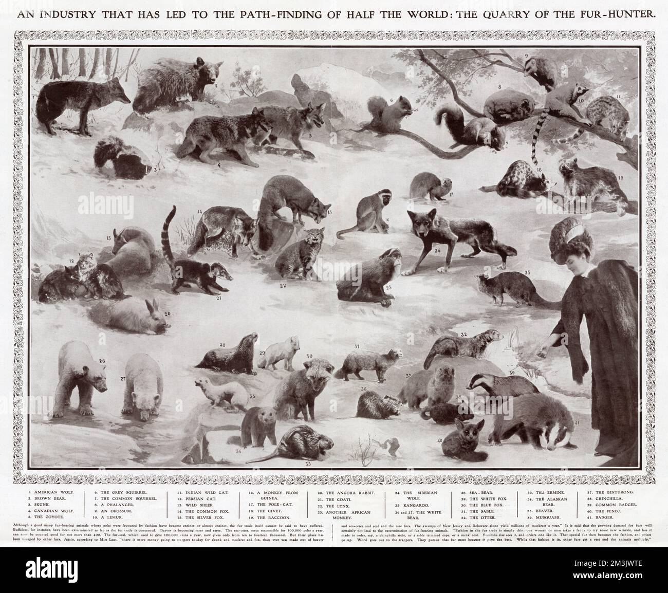 Tiere, deren Fell von der Modeindustrie 1908 verwendet wurde Stockfoto