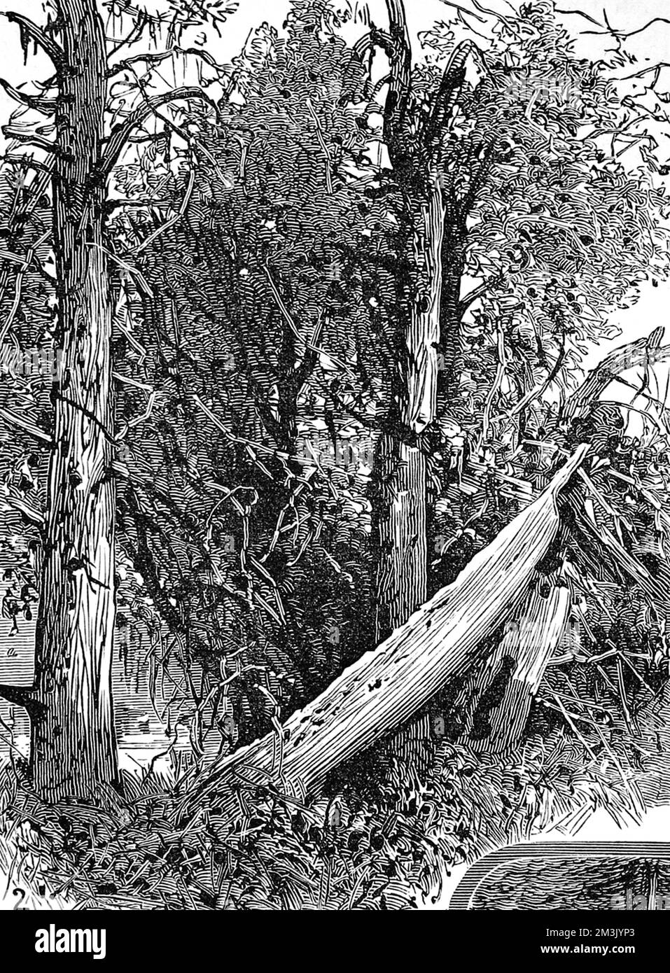 Grab des indianischen Häuptlings, San Juan Island, 1882. Stockfoto