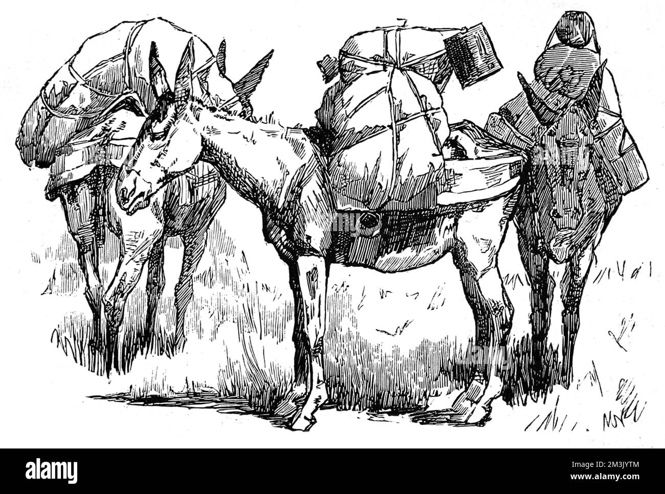 US-Kavalrymen mit ihren Rudel-Maultieren, die Vorräte für den Krieg gegen die amerikanischen Indianer tragen. Dieser Krieg, der in Süd-Arizona und Nord-Sonora, Alt-Mexiko, stattfand, war einer der letzten Ausbrüche von Feindseligkeiten zwischen der US-Bundesarmee und den Apachen-Indianern. Datum: 1887 Stockfoto