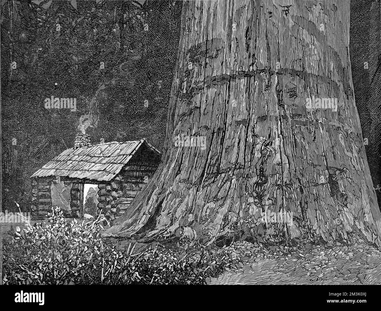 Blockhütte neben einem genomischen Mammutbaum-Stamm, Kalifornien. 1888 Stockfoto