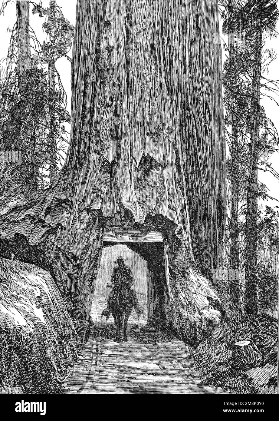 Ein Cowboy und ein Pferd durchqueren einen Tunnel in einem riesigen Mammutbaum, Kalifornien. 1888 Stockfoto