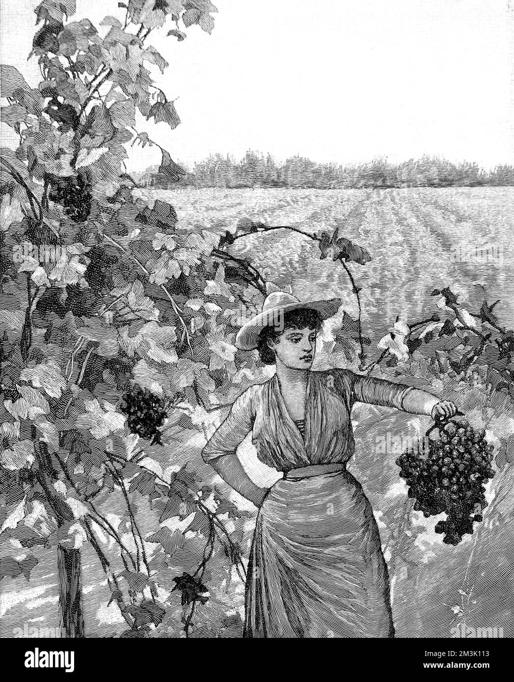 Eine Arbeiterin, die Trauben in einem südkalifornischen Weinberg erntet. 1888 Stockfoto