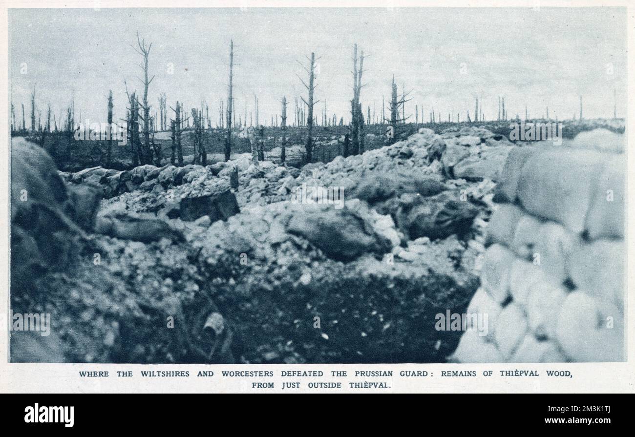 Die Überreste des Waldes von ThiŠpval, zerstört von der alliierten Artillerie, an der Westfront während des Ersten Weltkriegs. Stockfoto
