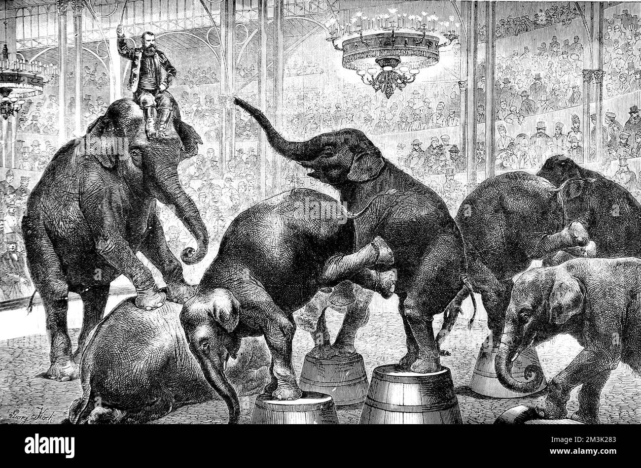Elefanten, die während einer Zirkusshow Tricks vorführen. Datum: 1876 Stockfoto