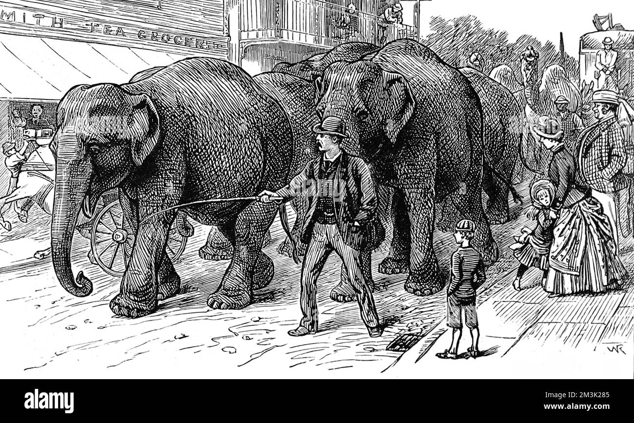 Eine Gravur, die die Ankunft einiger Zirkuselefanten in einer englischen Landstadt, c.1886, zeigt. Zuschauer versammeln sich, um den Besucherzirkus mit all seinen ungewöhnlichen Tieren bei der Ankunft in der Stadt zu beobachten. Datum: 1886 Stockfoto