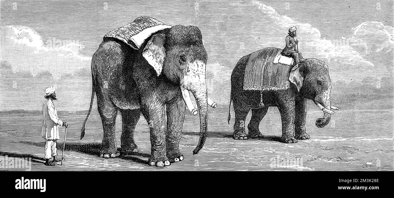 Zwei männliche indische Elefanten, die dem Rajah von Puttiala gehören, 1884. Der Elefant im Vordergrund war der Grund für eine "große Elefantenkontroverse" in jenem Jahr, da er genau einer von P.T. ähnelte Barnums indische Elefanten. Datum: 1884 Stockfoto
