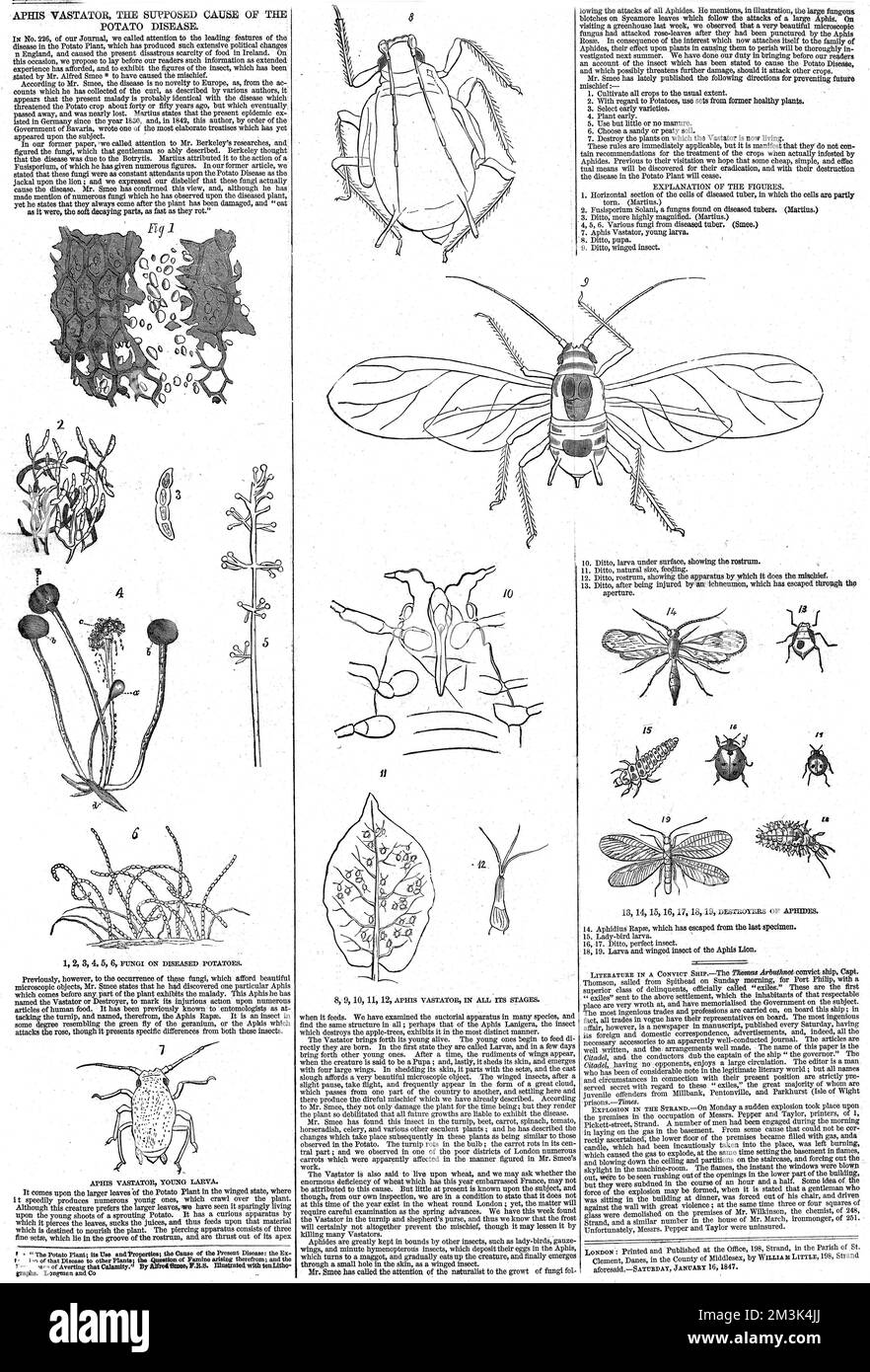 APHIS Vastator, Kartoffelkrankheit Stockfoto