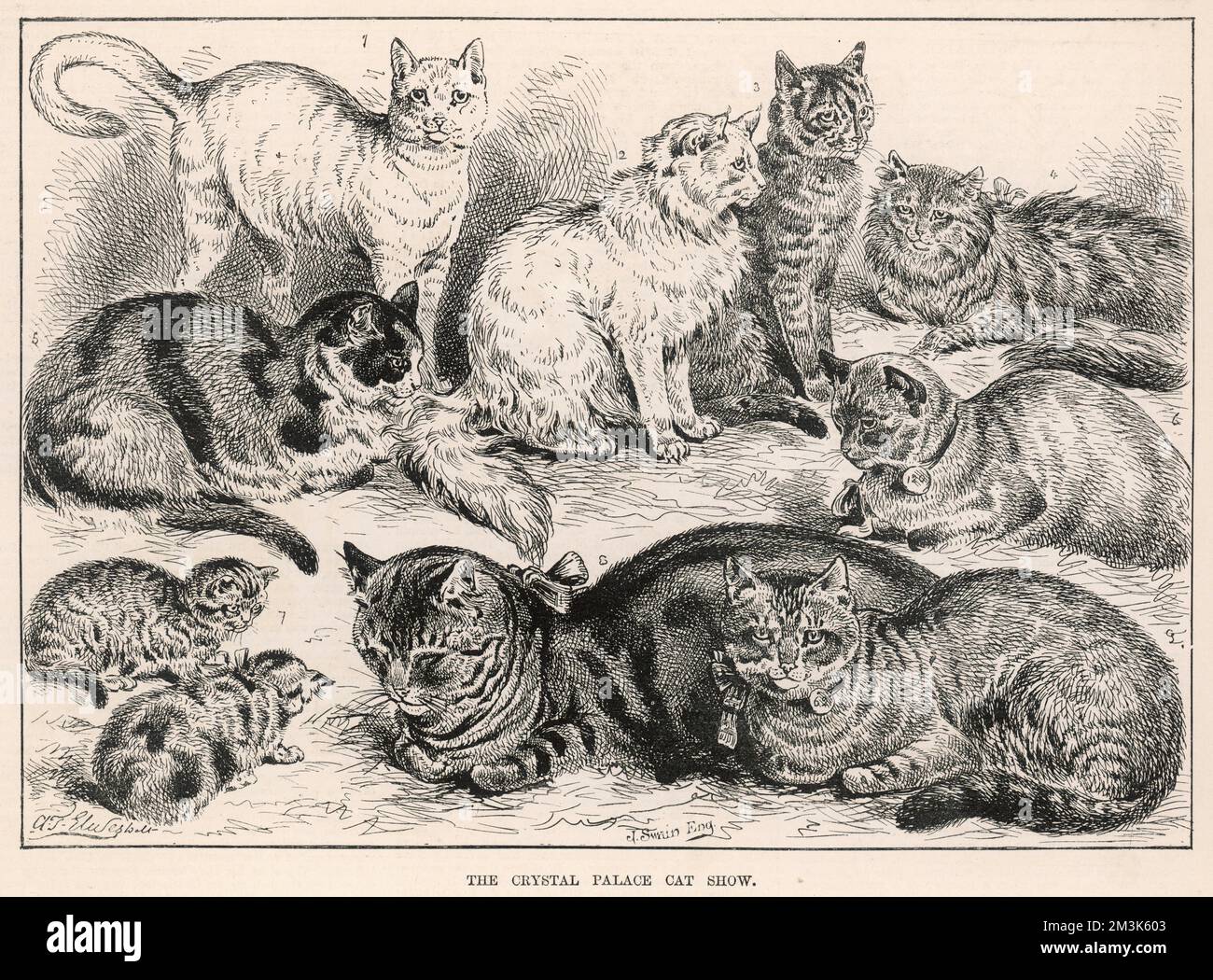 Crystal Palace Cat Show, 1887 Stockfoto