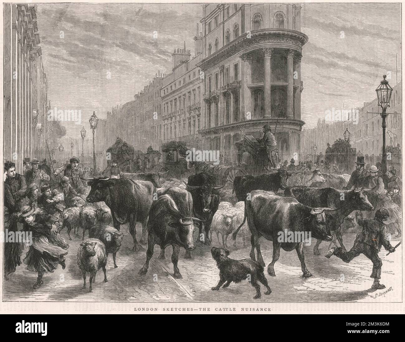 Rinder in London 1877 Stockfoto