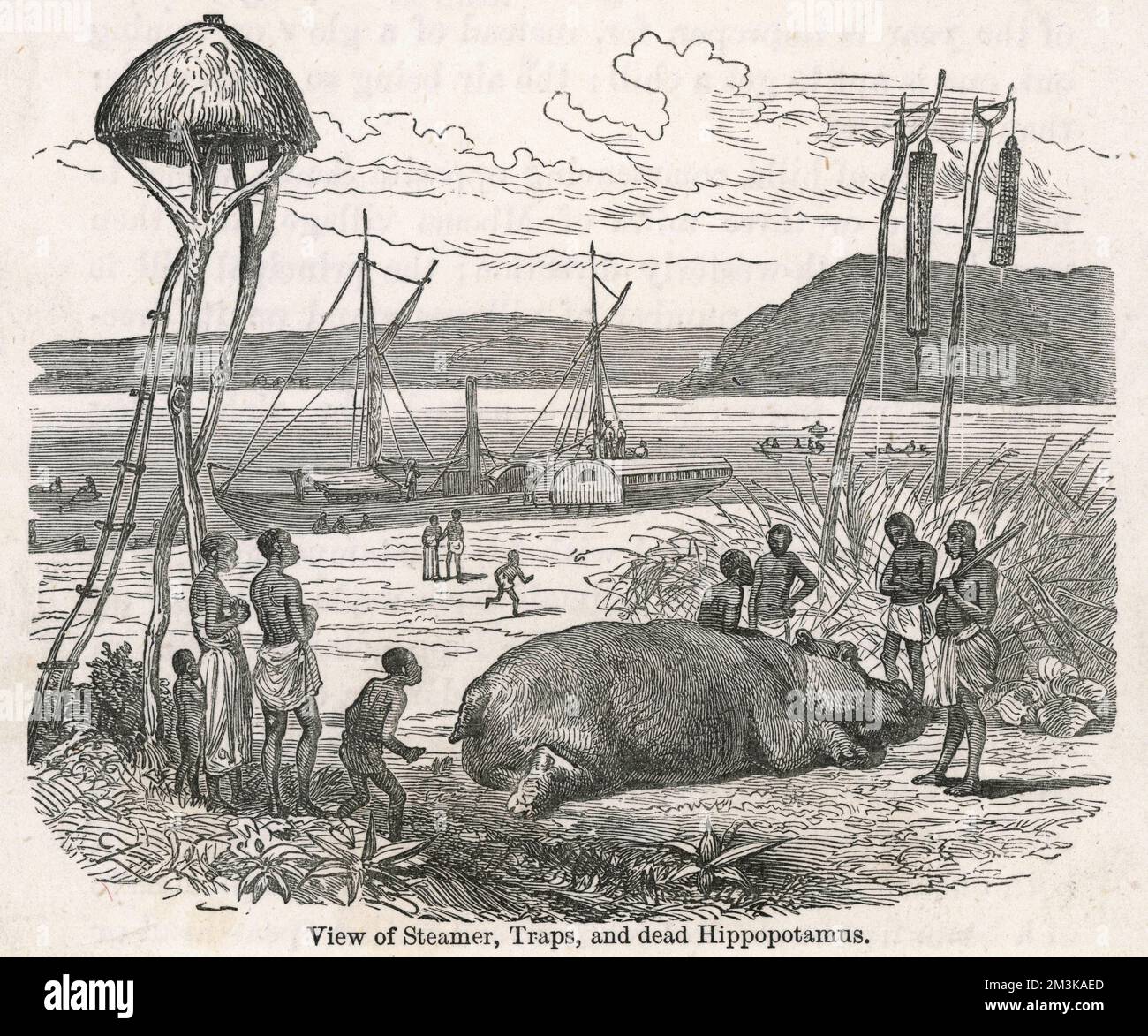 Dampfer, Fallen und totes Nilpferd auf Livingstone-Expedition Stockfoto