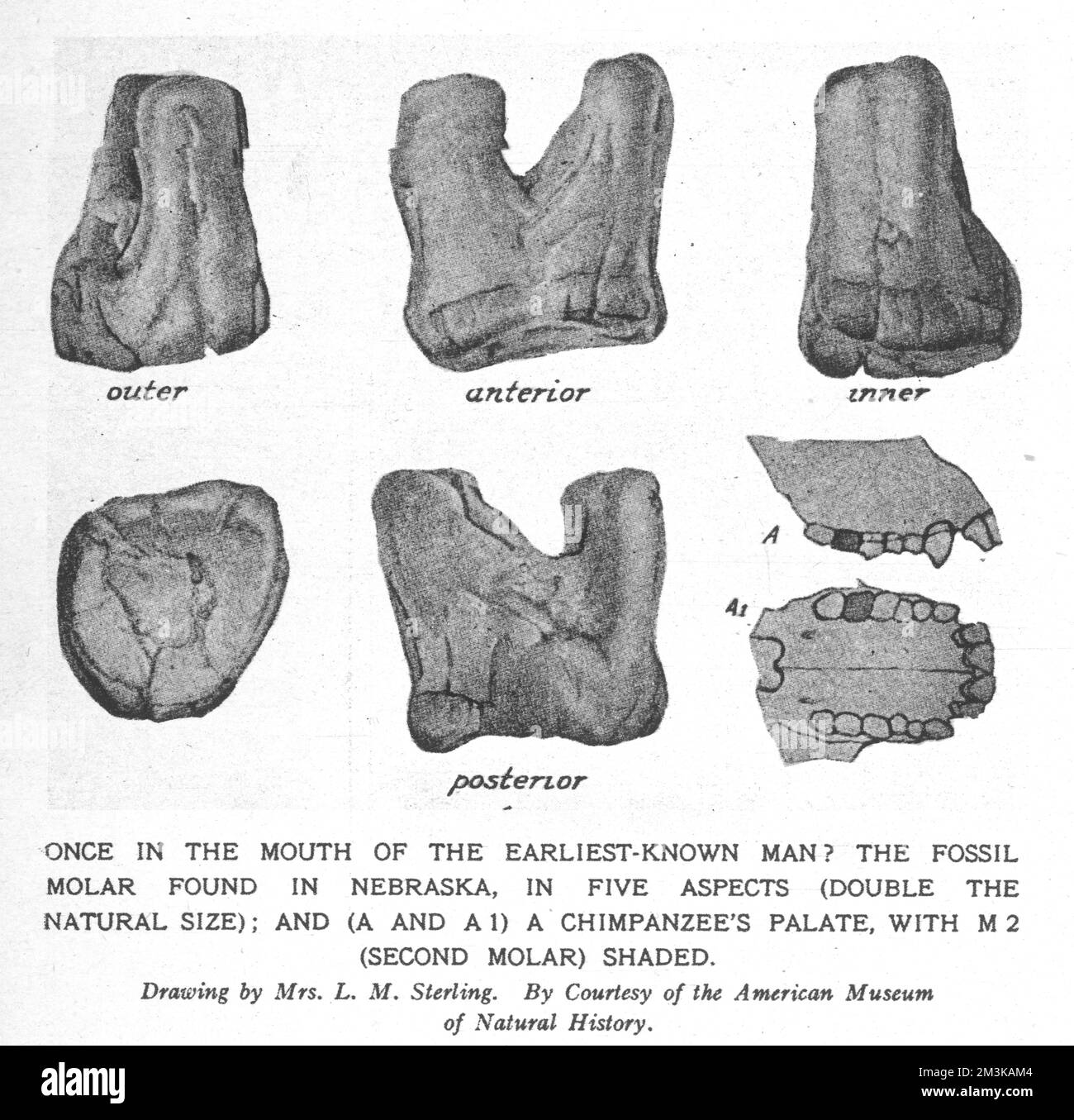 Zeichnung eines fossilen Molaren, der in Nebraska gefunden wurde und vermutlich dem frühen Menschen gehört - Hesperopithecus (Ape-man der westlichen Welt). Datum: Vorgeschichte Stockfoto