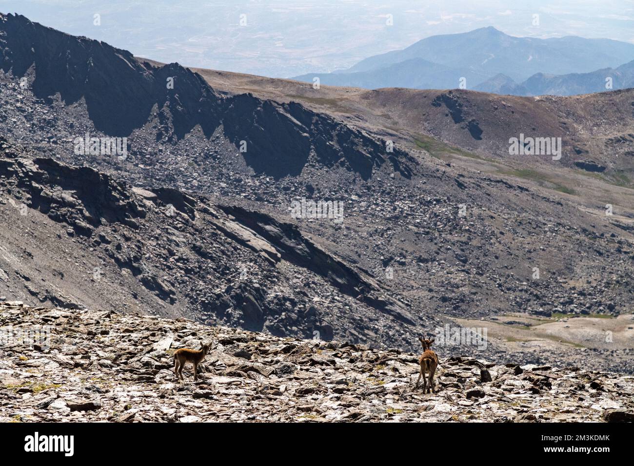 Eine Ziegenmutter und ihr Kind erkunden die felsige Sierra Nevada in Andalusien, Spanien Stockfoto