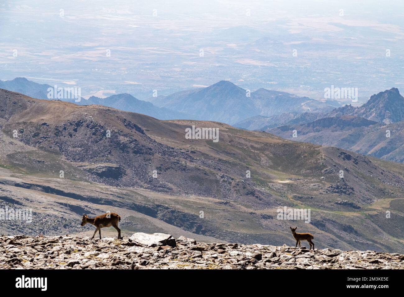 Eine Ziegenmutter und ihr Kind erkunden die felsige Sierra Nevada in Andalusien, Spanien Stockfoto