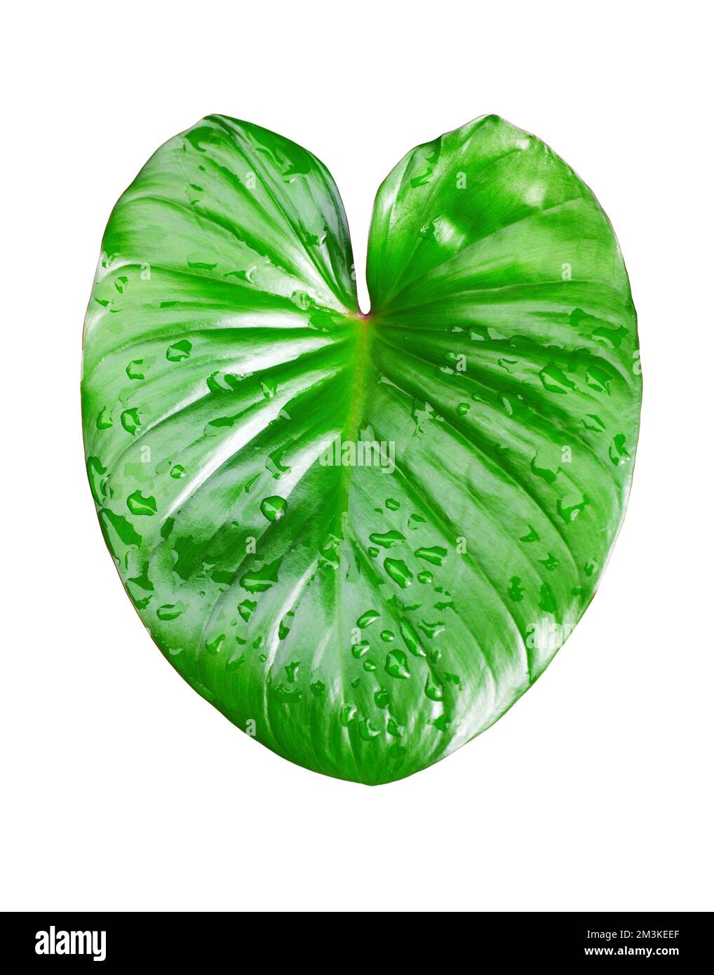 wie sieht ein philodendron aus ‘Green Princess’ Philodendron main image 1