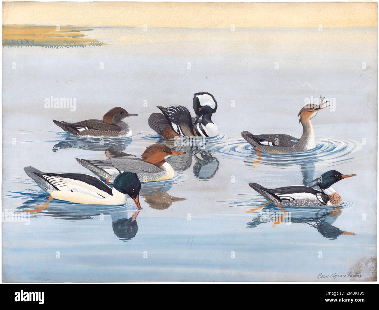 Podiumsdiskussion 11: Merganser mit Kapuze, Merganser mit roter Brust, Merganser mit roter Brust Stockfoto