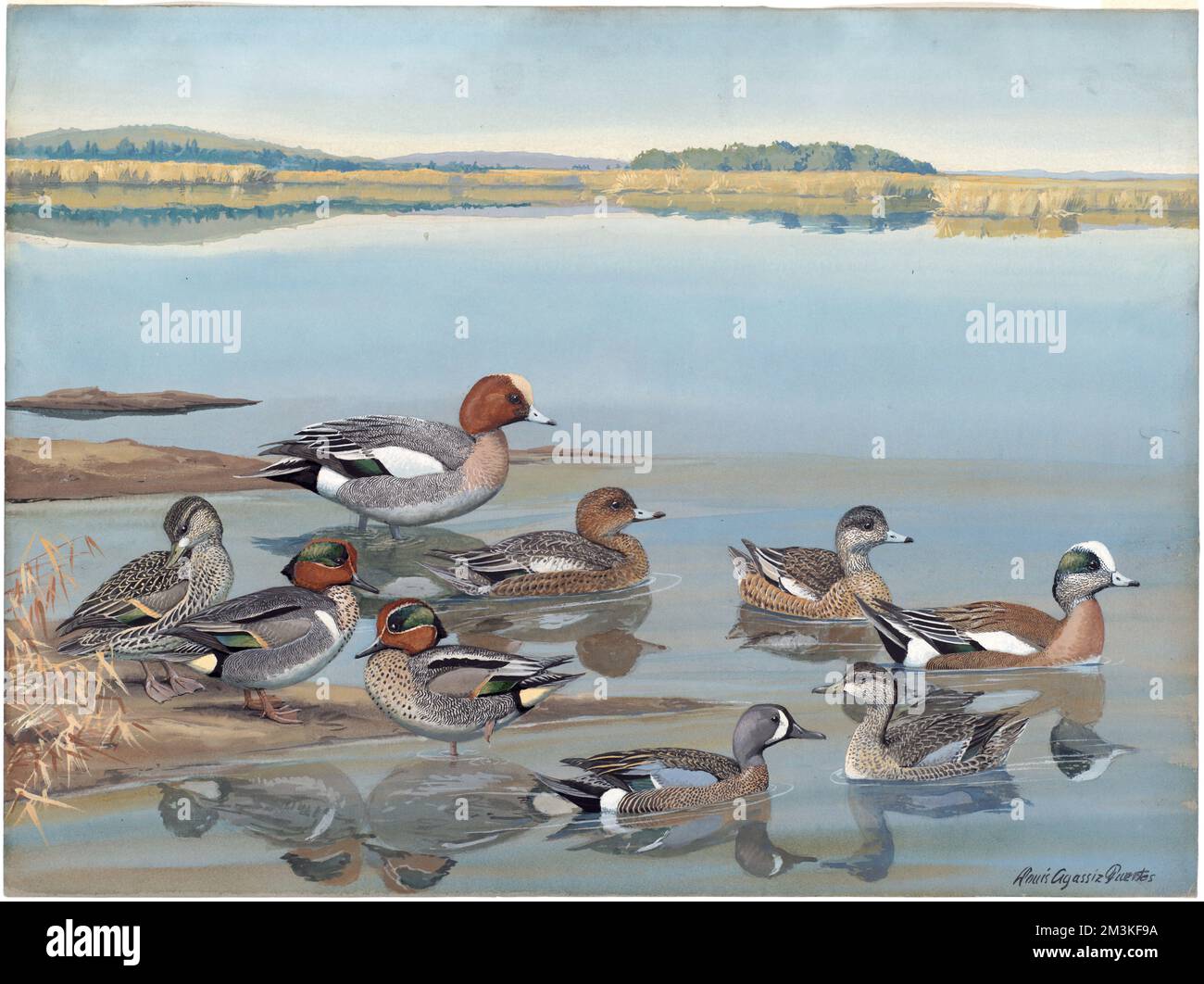 Podiumsdiskussion 13: Baldpate, European Widgeon, Green-Winged Teal, European Teal, Blue-Winged Teal Blauflügelblaugrün Stockfoto