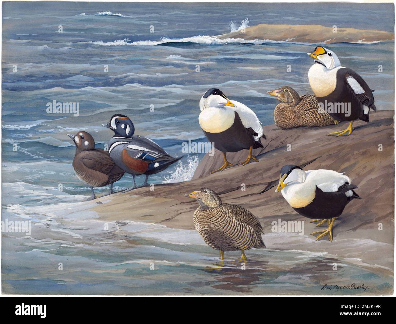 Podiumsdiskussion 17: King Eider, Northern Eider, Harlequin Duck, Eider , King eider, Harlekin-Ente, Eider Stockfoto