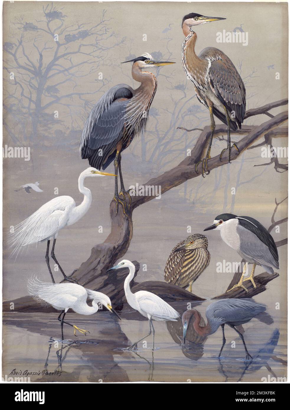 Podiumsdiskussion 22: Großer Blaureiher, amerikanischer Reiher, Schwarzkronen-Nachtreiher, Snowy-Reiher, kleiner Blaureiher, großer Blaureiher, Egretta alba, Schwarzkronen-Nachtreiher Stockfoto