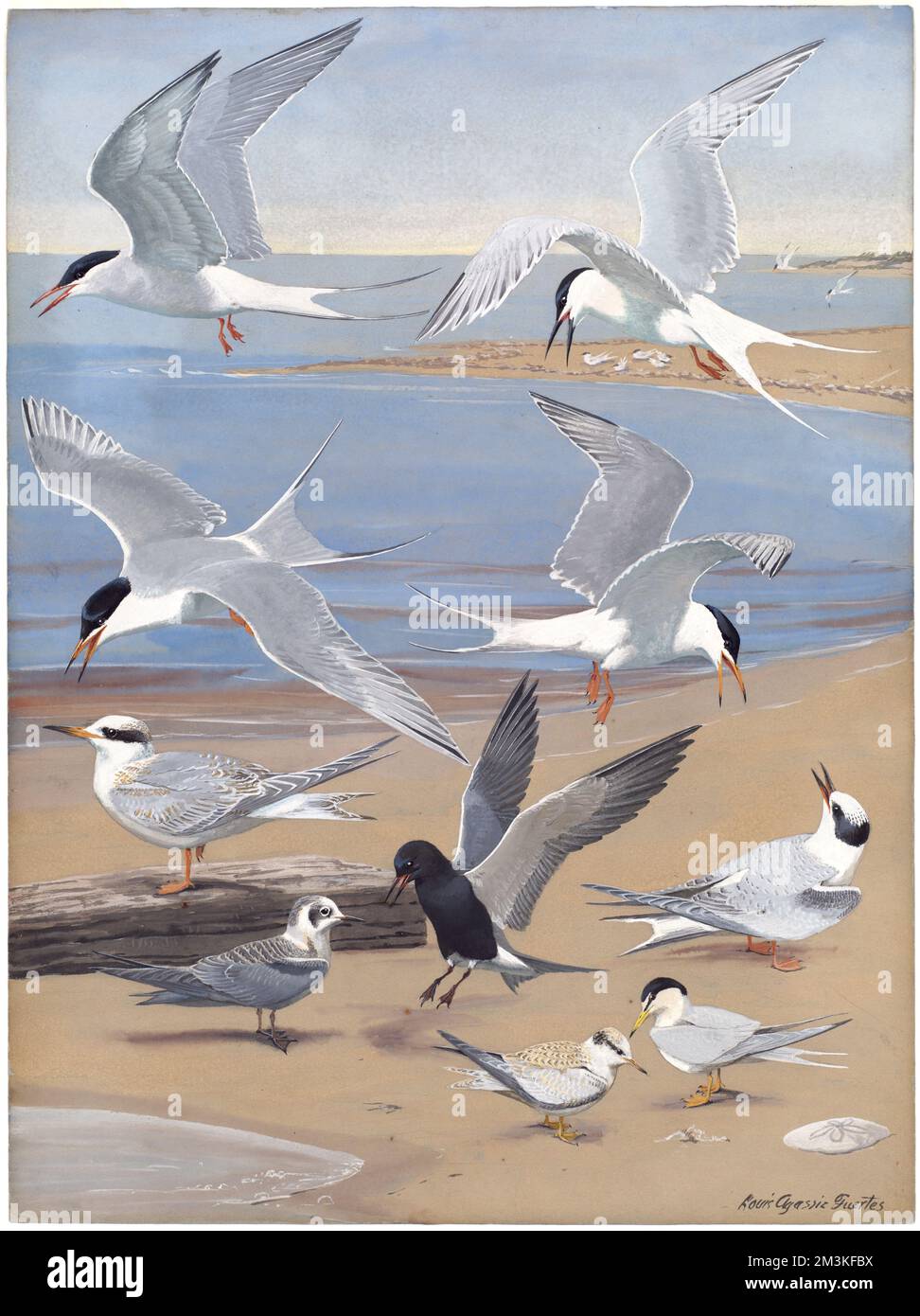 Podiumsdiskussion 8: Artic Tern, Roseate Tern, Forster's Tern, Common Tern, Black Tern, Mindest-Tern, Terns, Rosenseeschwalbe, Forster-Schwalbe, Gemeine Schwalbe, Schwarze Türe, Sternula albifrons Stockfoto
