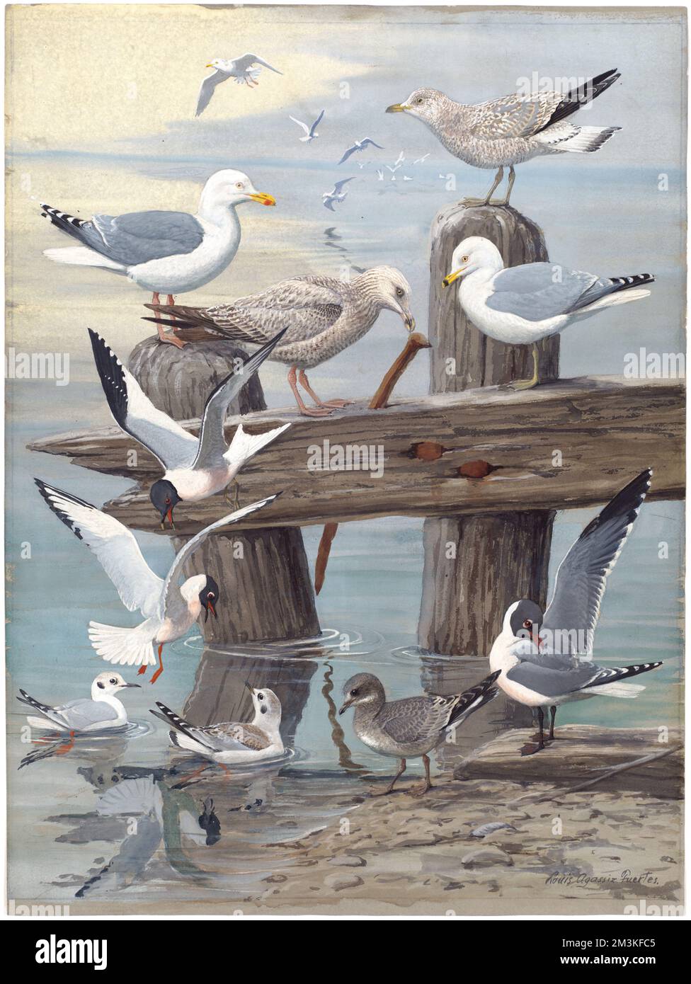 Podiumsdiskussion 6: Hering Gull, Ring-Billed Gull, Sabine's Gull, Bonaparte's Gull, Laughing Gull Möwen, Larus argentatus, Ringelmöwe, lachende Möwe Stockfoto
