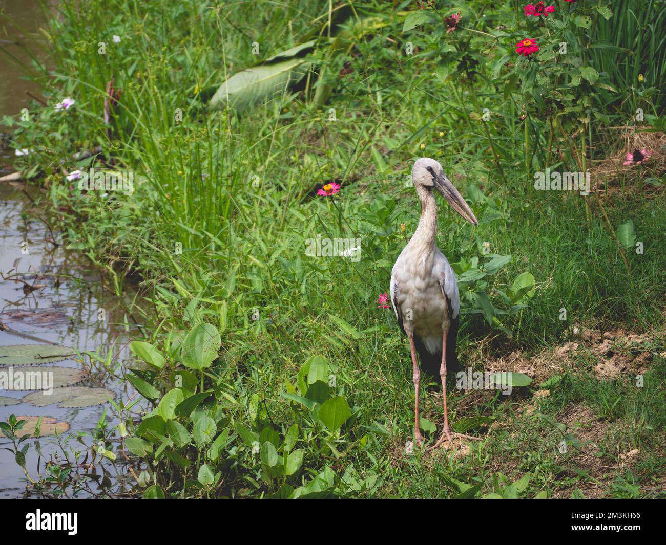 Ein Breitakel, der in einer Beule am Wasser steht Stockfoto