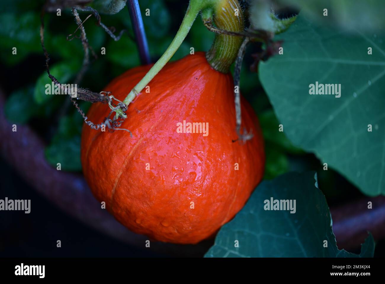 Reif orange Hokkaido pumpte direkt vor der Ernte Stockfoto