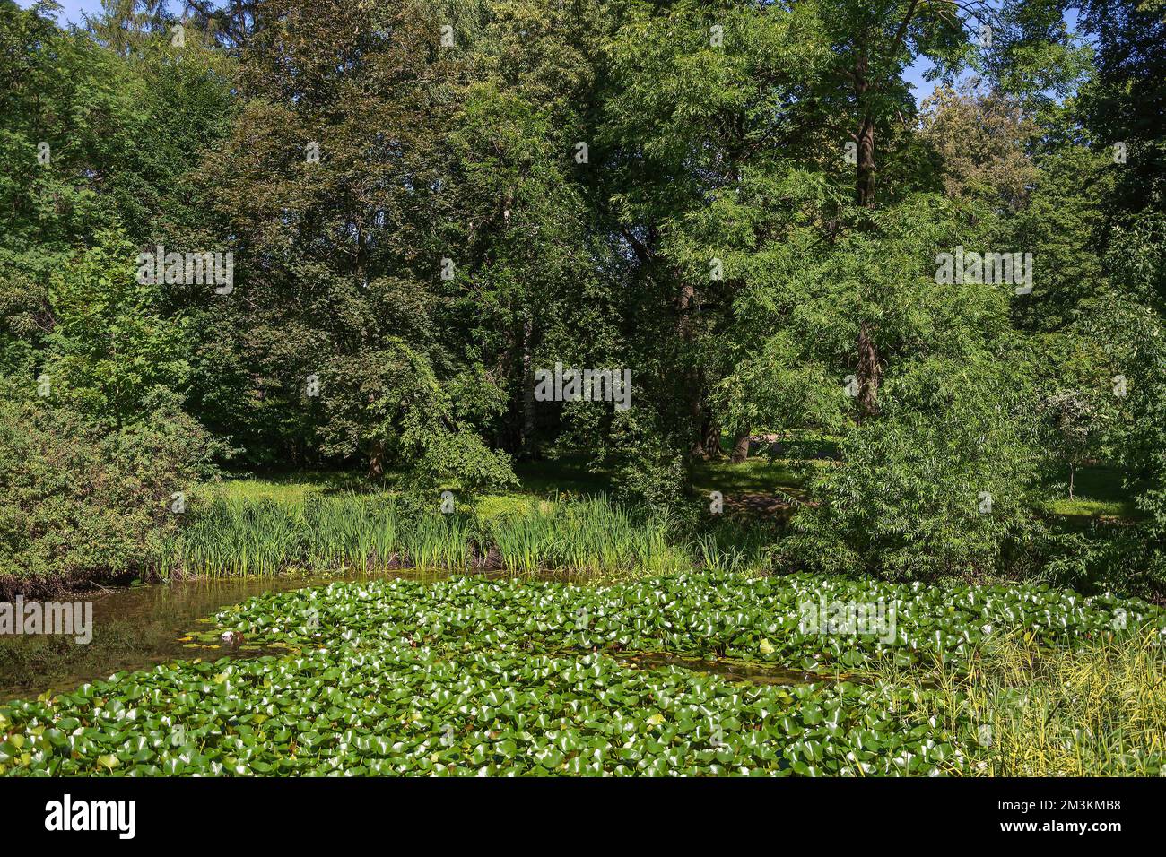 Blütendicken von nymphaea, auf einem Teich in einem gepflegten Garten Stockfoto