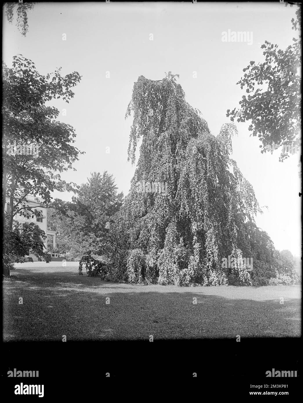 Peabody, Andover Street, Aussicht, Garten und weinende Birke auf Mrs. Jacob C. Rogers Estate, 'Oak Hill', Gärten, Birches. Frank Cousins Glass Plate Negatives Collection Stockfoto