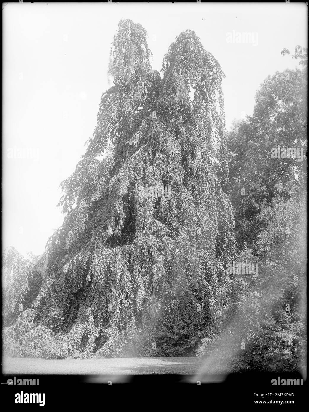 Peabody, Andover Street, Aussicht, Bäume im Mrs. Jacob C. Rogers Estate, "Oak Hill", Anwesen, Bäume. Frank Cousins Glass Plate Negatives Collection Stockfoto